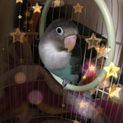 ブルーボタンインコ里親募集！