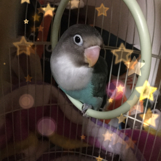 ブルーボタンインコ里親募集！