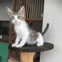 仔猫 トランプ ♂里親募集