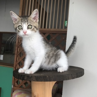 仔猫 トランプ ♂里親募集