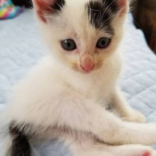 2週間の子猫　白×黒　
