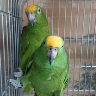 キビタイボウシインコ