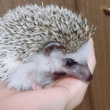 ハリネズミの里親を募集中です。