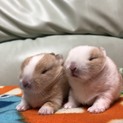 子ウサギ