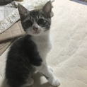 ＊元気な子猫達の里親募集＊