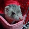 フェ そレット 里親