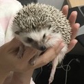 ハリネズミ 男の子  