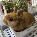 ミニうさぎの男の子
