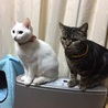 の写真