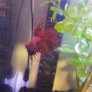 クラウンベタ、ネオンテトラ、オトシンクルス里親募集