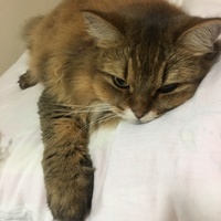キキ