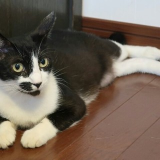 甘えん坊なりんかちゃん、家族募集中