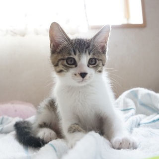 里親さん、決定しました。ありがとうございます！