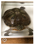 ミドリガメのくらっしゅ 神奈川県 爬虫類 他の里親募集 2166 ペットのおうち 月間利用者150万人