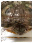 ミドリガメのくらっしゅ 神奈川県 爬虫類 他の里親募集 2166 ペットのおうち 月間利用者150万人