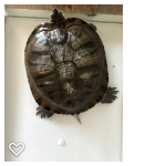 ミドリガメのくらっしゅ 神奈川県 爬虫類 他の里親募集 2166 ペットのおうち 月間利用者150万人