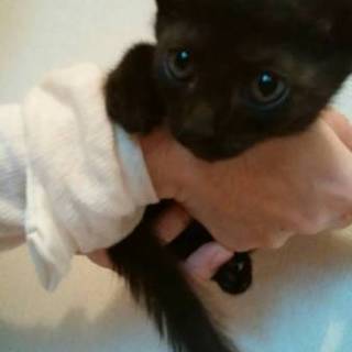 クロネコちゃんの里親募集