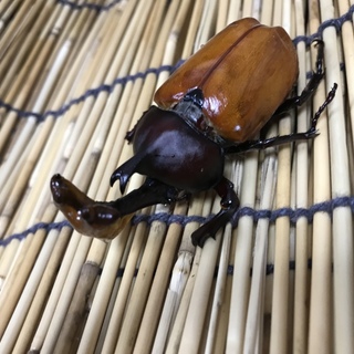 カブト虫貰ってください(ありがとうございました)