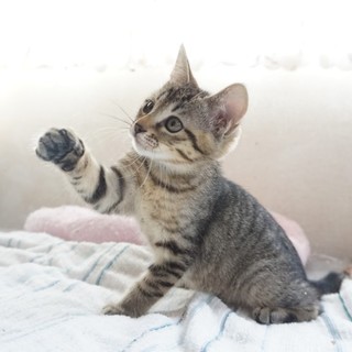 里親さん、決定しました。ありがとうございます！