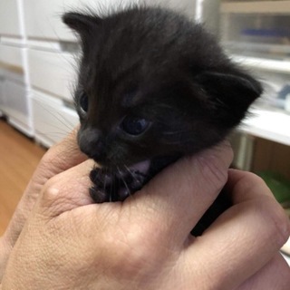 子猫 男の子 黒