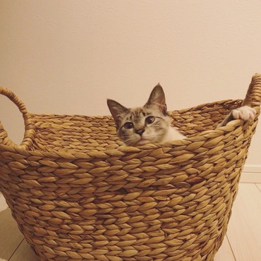 籠から覗いてます