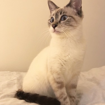 遠くを見るふり