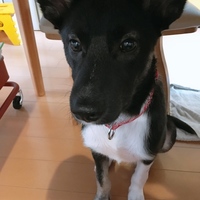 ネロ