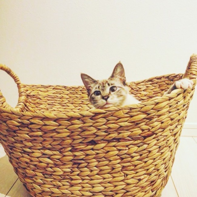 にこにこびとのカバー写真