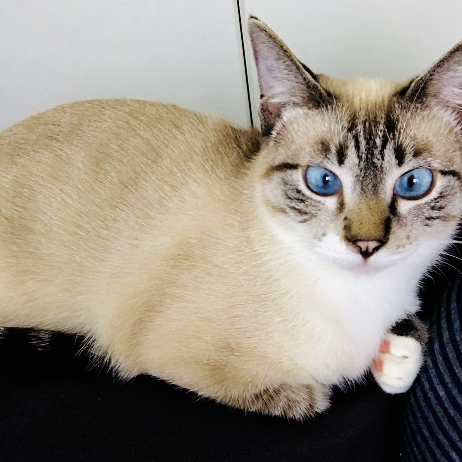 だふのカバー写真