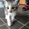 保護猫の里親募集しています。
