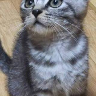 耳折れ猫　エルメスくん