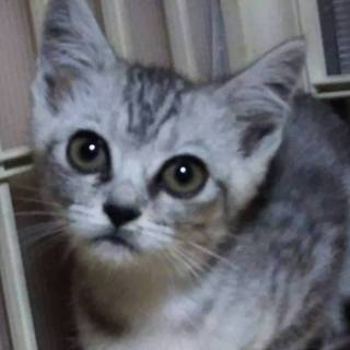 とってもおしゃべりな　シャネルちゃん