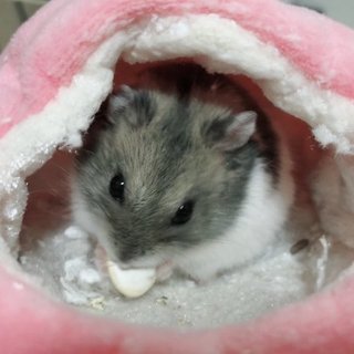 パイドのジャンガリアンハムスター、家族募集中です