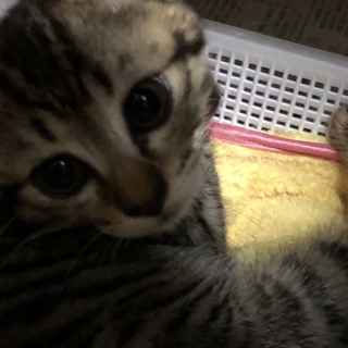 チャームポイントは お尻のハート