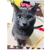 シャロ