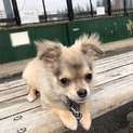 チワワ子犬です。