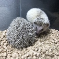 ハリネズミ二匹の里親募集