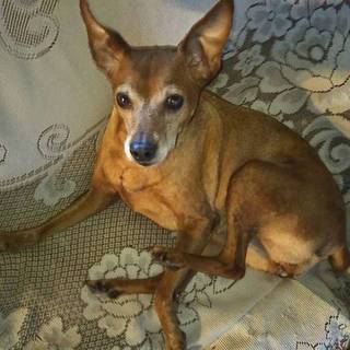 元気なミニピン女の子