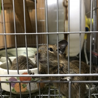 デグー(２ヶ月アグーチ)