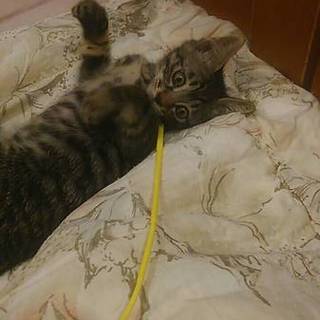 キジトラだー子♪