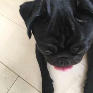 応募締め切らせて頂きますパグ里親さん募集