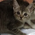 可愛い子猫です