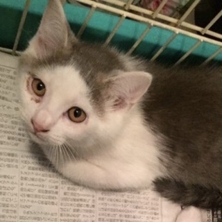 男の子、約2か月。一生懸命生きています。