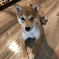 麦