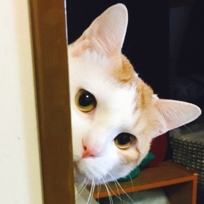 mabu mabuのカバー写真