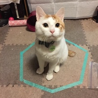 チビタ