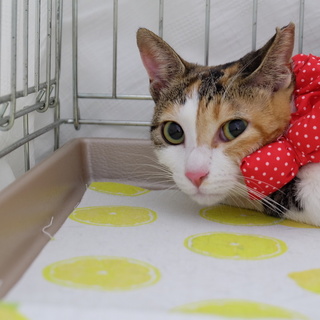 ツンデレ美人のゆずちゃん