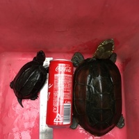 カメさんオスとメス