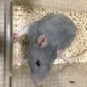 ファンシーラットまとめて引き取ってください。