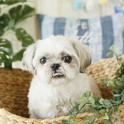 わんわん大集合in撮影会 サムネイル2